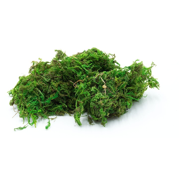 Természetes terráriumi moha 50g, BIOTERR, biztonságos állatok számára, kellemes a növények számára