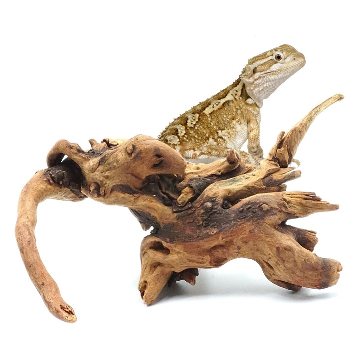 BioRain Korzen trópusi M 20-30cm, dekoratív terráriumba és akváriumba, természetes, egyedi