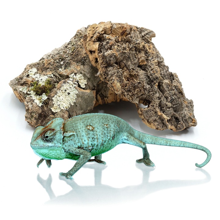 Természetes terráriumi táptalaj, BIOTERR, 1kg, különböző méretekben 3x15cm, ökológiai