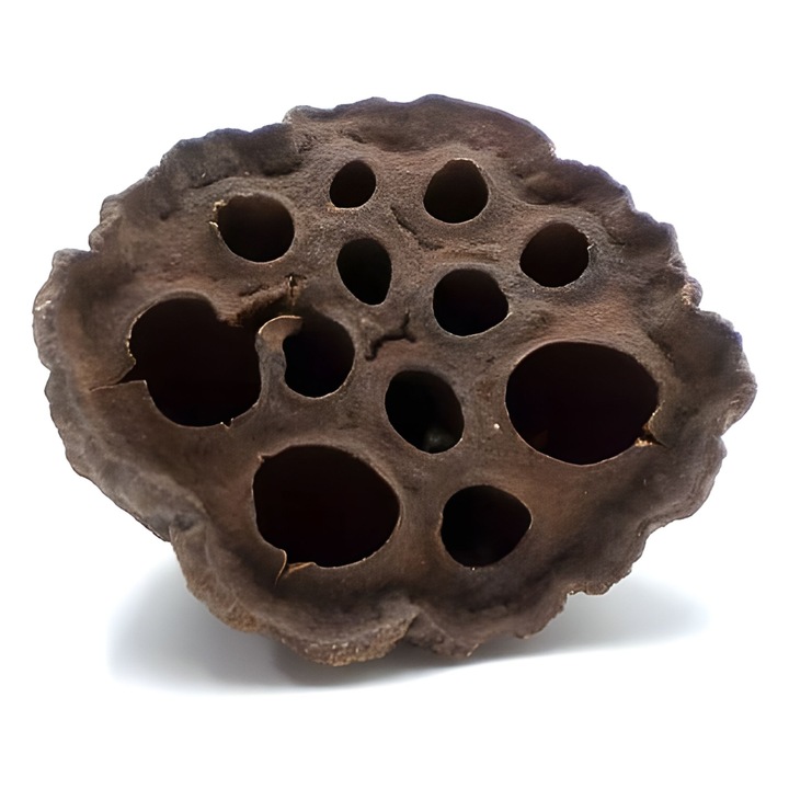 Terrárium dekoráció, BIOTERR, Szárított lótusz, 2-5cm, 1 darabos szett
