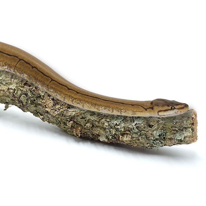 Клон от естествен корк BioBranch 60 см, проста или разклонена форма, диаметър 3-8 см, за терариуми