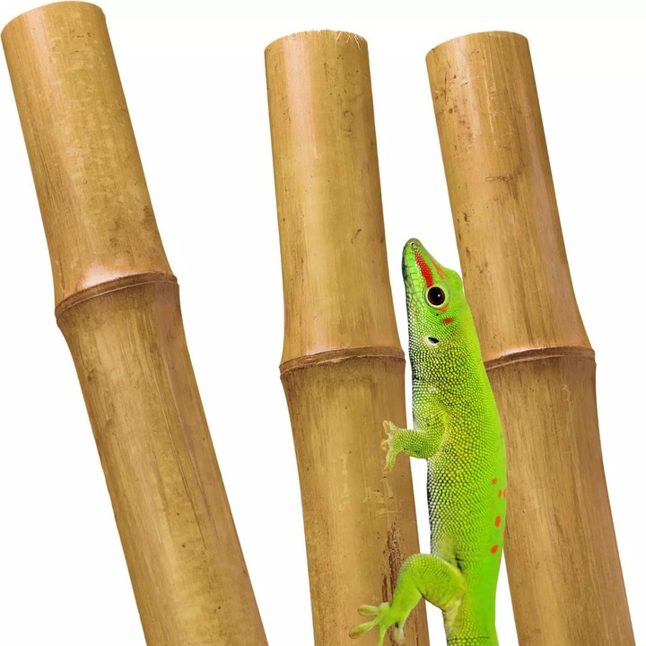 Bat de bambus, BIOTERR, decoratiune terariu, 60cm, 6-8mm