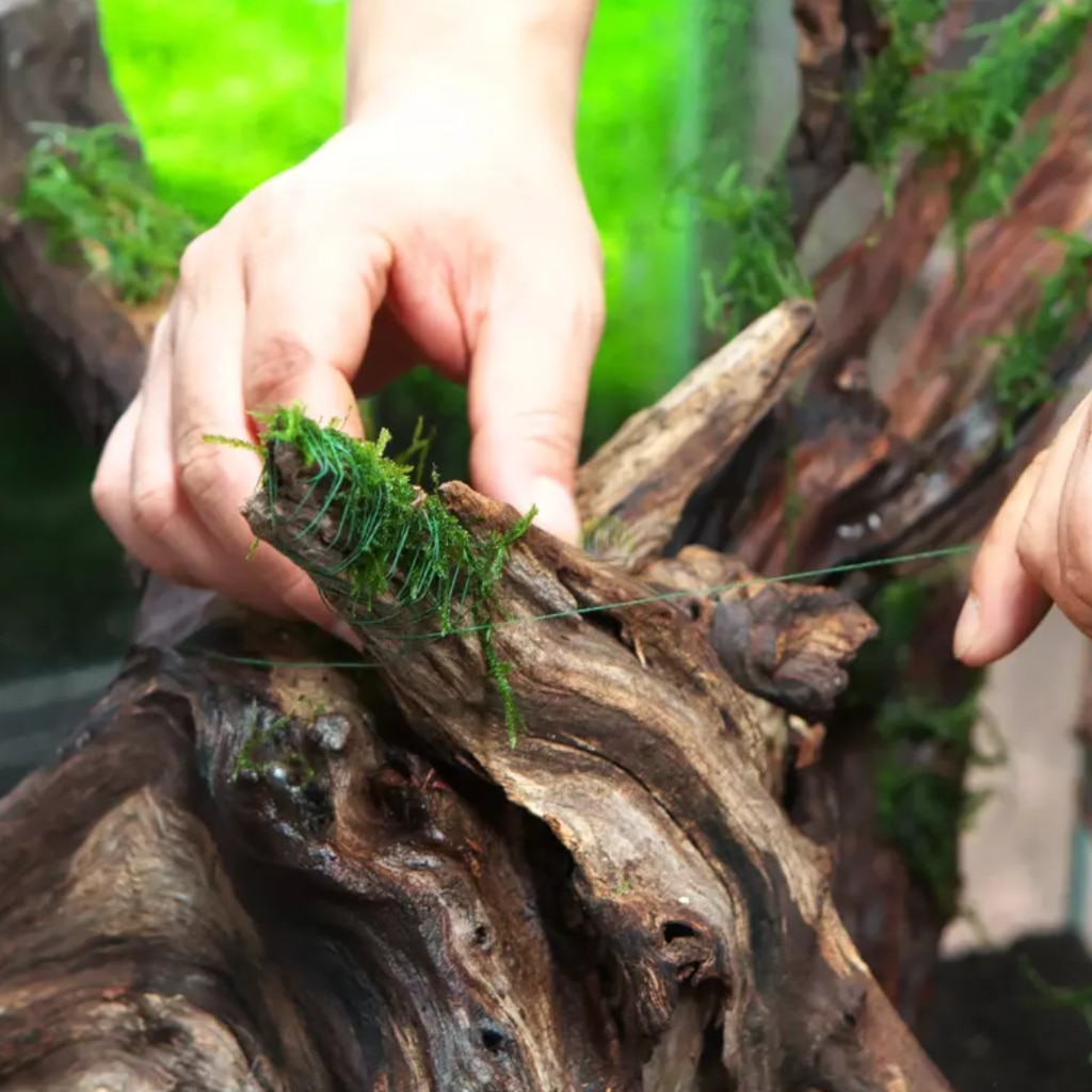 Muschi viu BIOTERR, verde intens - eMAG.ro