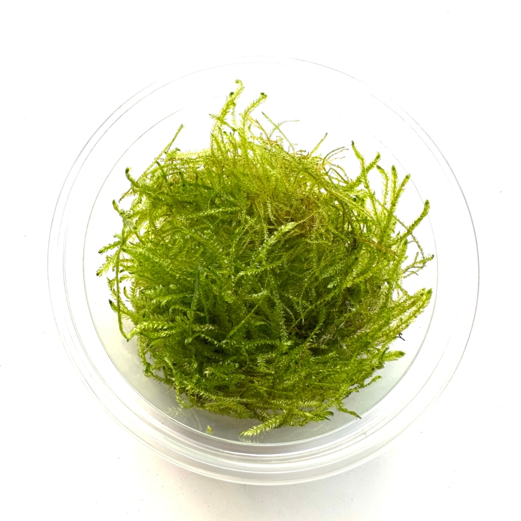 Muschi viu BIOTERR, verde intens - eMAG.ro