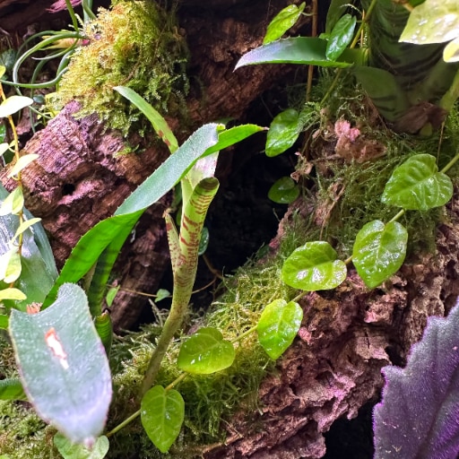 Muschi viu BIOTERR, verde intens - eMAG.ro