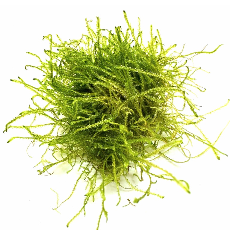 Muschi viu BIOTERR, verde intens - eMAG.ro