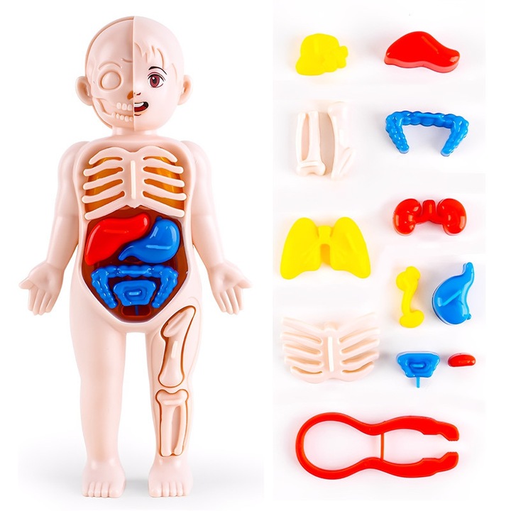 Model organe umane TREXORA jucarie educativa detasabila multicolor 10x18x5cm