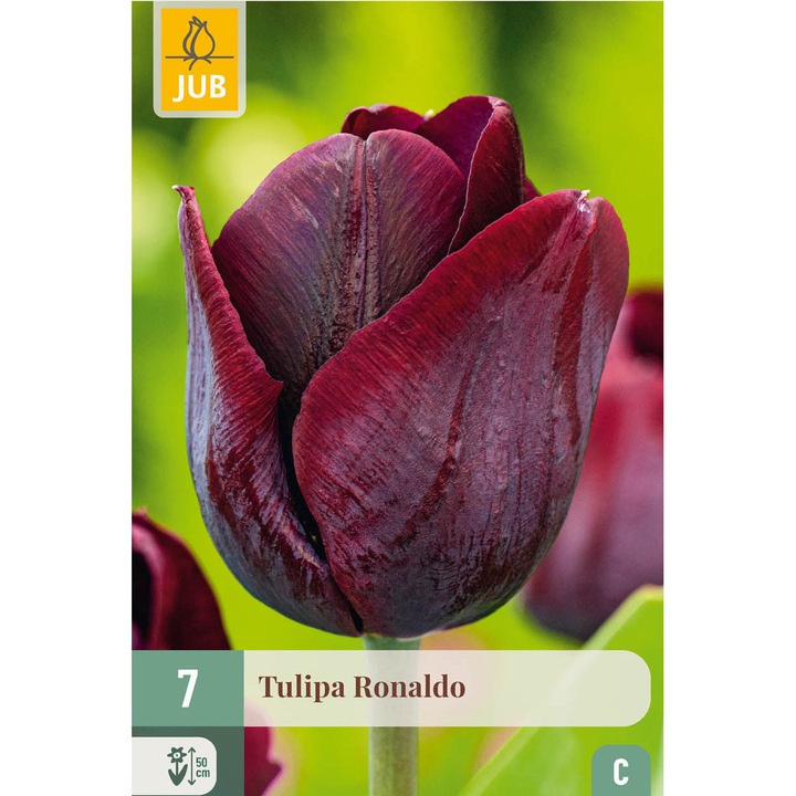 Bulbi, Lalele Ronaldo, Jub Holland, 7 buc