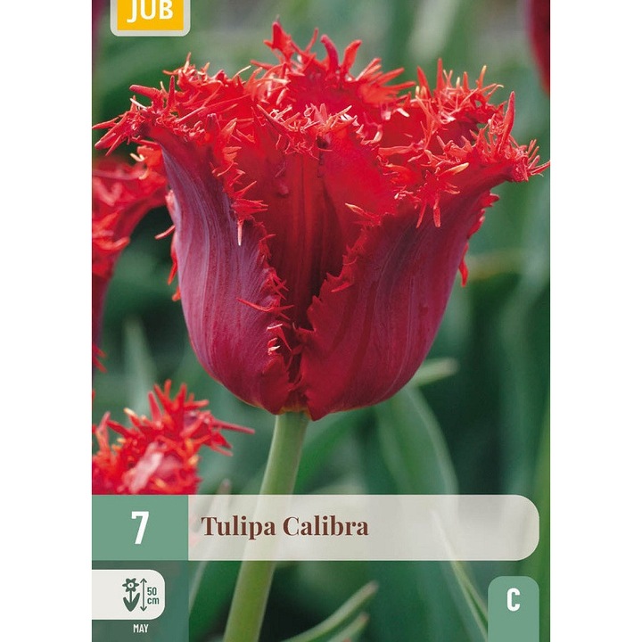 Bulbi, Lalele Calibra, Jub Holland, 7 buc