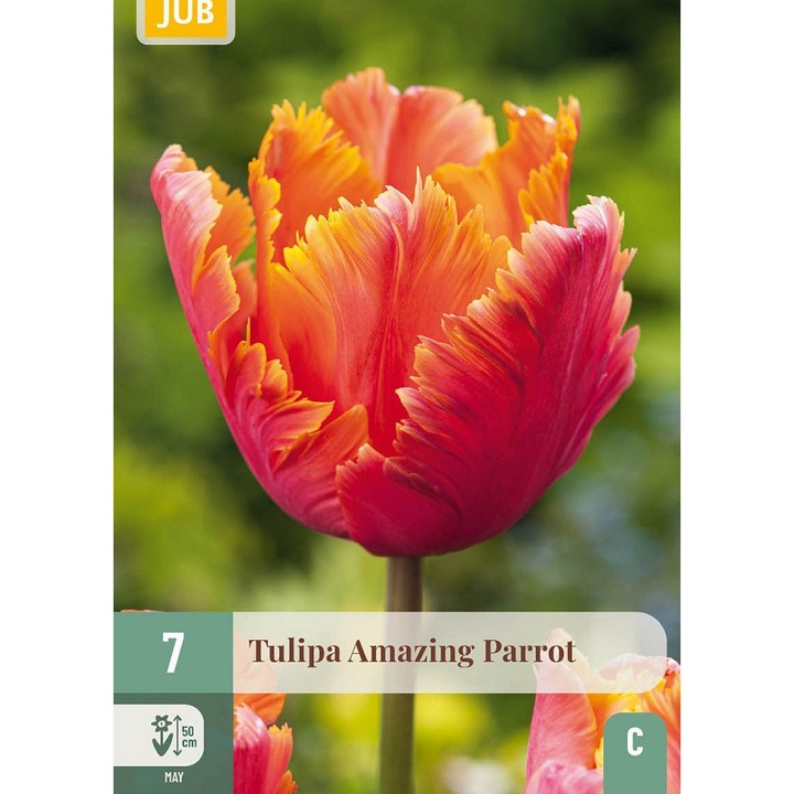 Bulbi, Lalele Amazing Parrot, Jub Holland, 7 buc