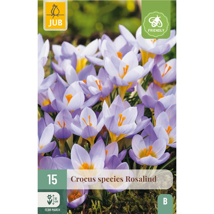 Bulbi, Crocus Rosalind, Jub Holland, 15 buc