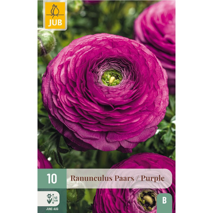 Hollandica, Boglárka Ranunculus Purple, virághagymák, 10 darab