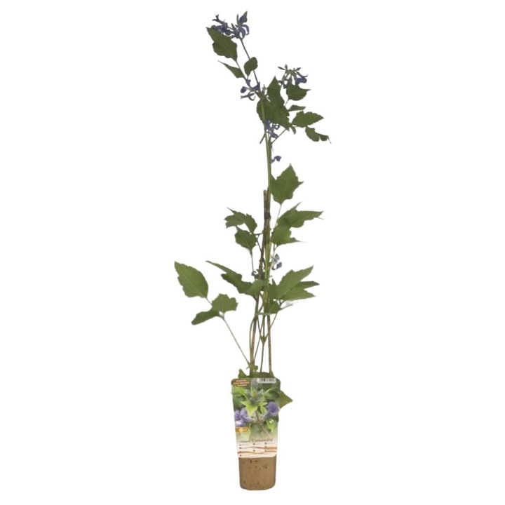 Clematis Cassandra, M.KJ. Wędrowscy, flori violet, 60-100cm, 4L