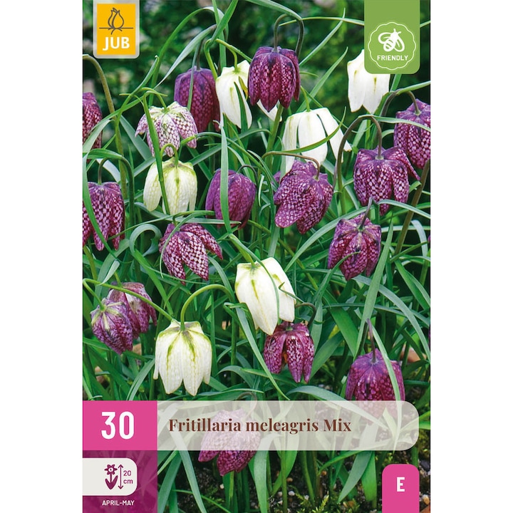 Hollandica, Fritillaria Meleagris Mix, virághagymák, 30 darab