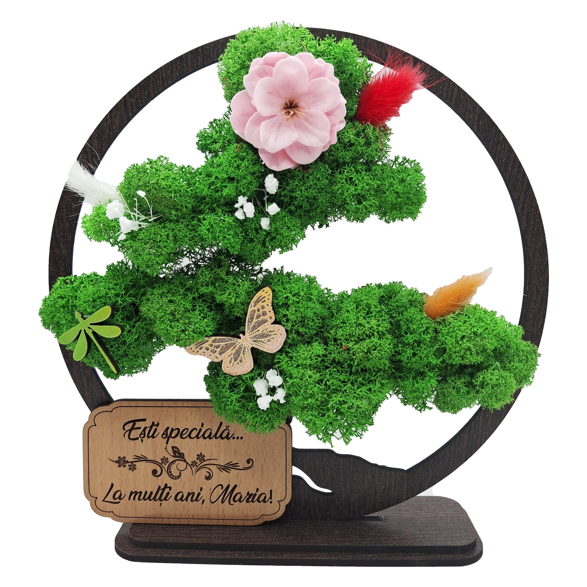 ich und mein bonsai Ginseng-Bonsai im Keramikbertopf mit Wasserspeicher kaufen  Mein schner  Garten Shop
