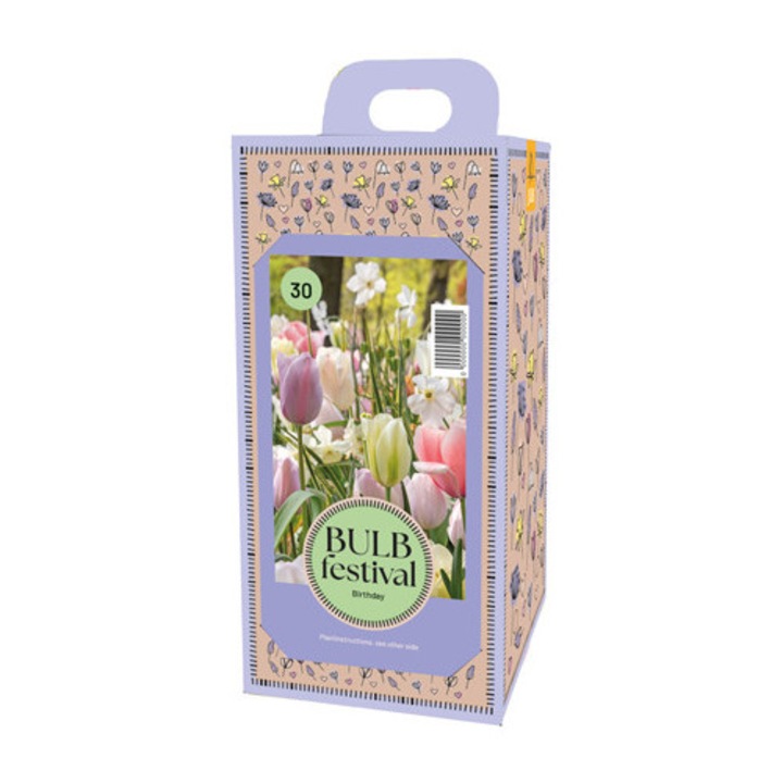 Hollandica, Bulb Festival Birthday, virághagymák, 30 darab