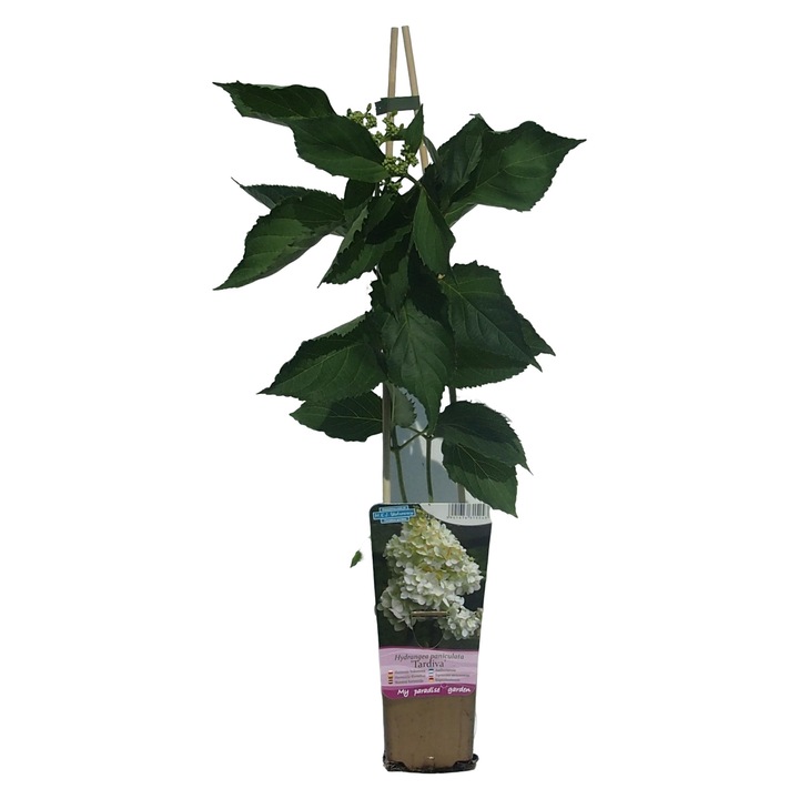 Хортензия Тардива, M.KJ.Wedrowscy, 40-90 cm, 2 L