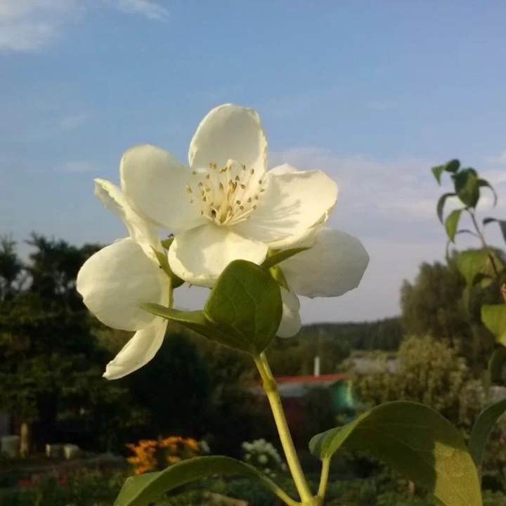 Philadelphus coronarius бял-оранжев P9/C1 M.KJ. Wędrowscy