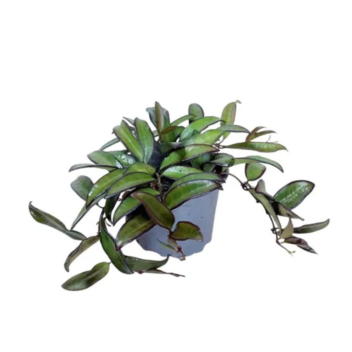Planta naturala de interior Hoya 'Rosita' D9