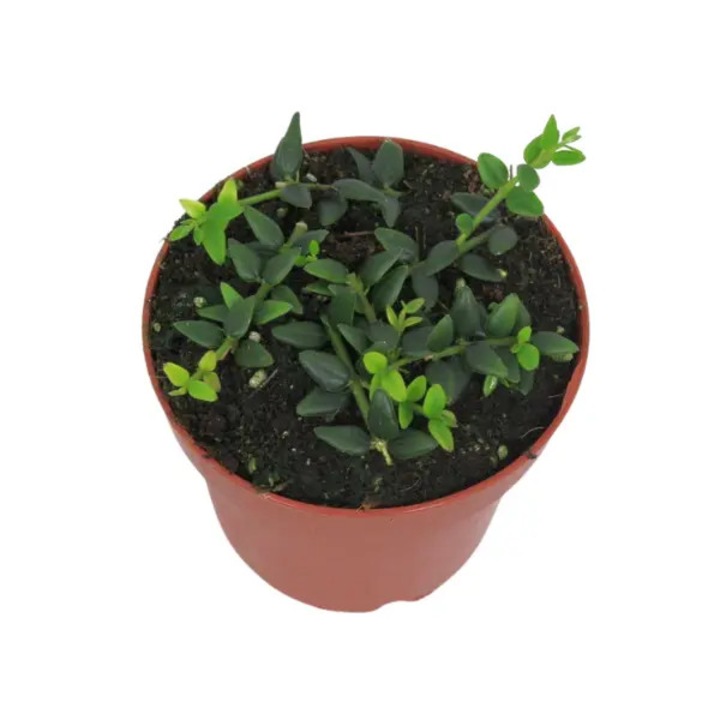 Planta naturala de interior Hoya vaccinioides D12