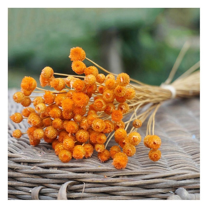 Set 50 fire de flori uscate, portocaliu