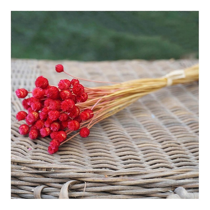 Set 50 fire de flori uscate, rosu