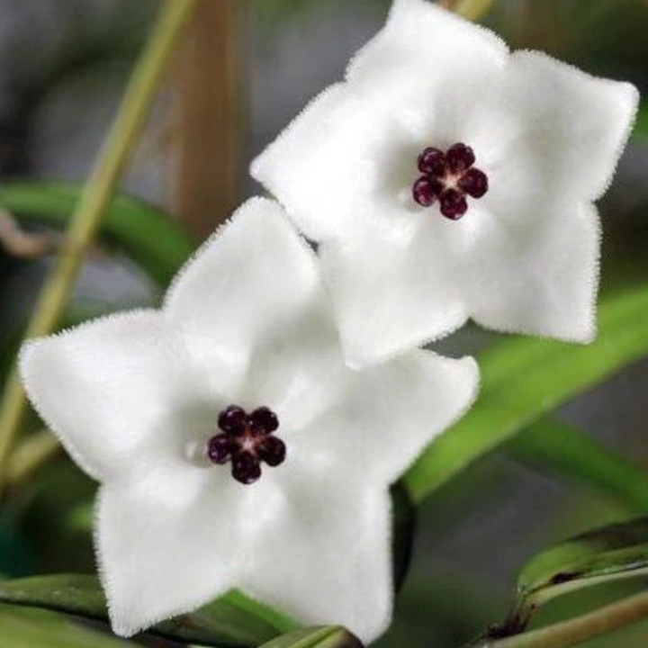 Planta naturala de interior Hoya pauciflora D7