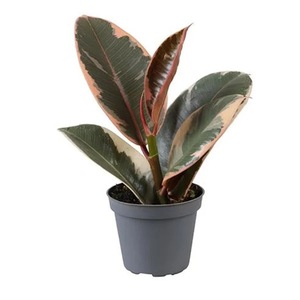 Plante in ghiveci