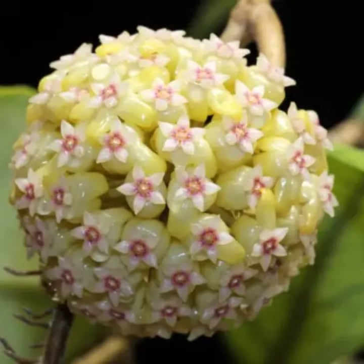 Planta naturala de interior Hoya 'Water Drop' (Irina) EPC964 D10.5