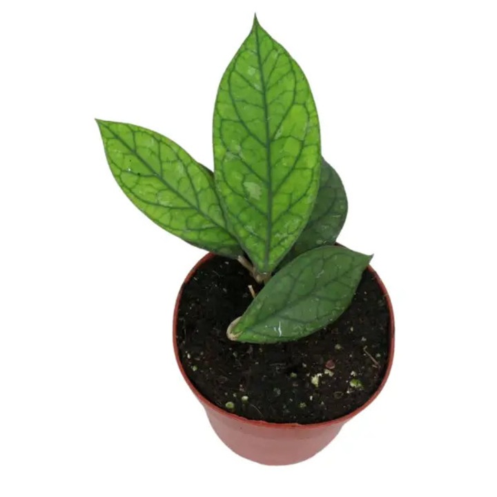 Planta naturala de interior Hoya 'Water Drop' (Irina) EPC964