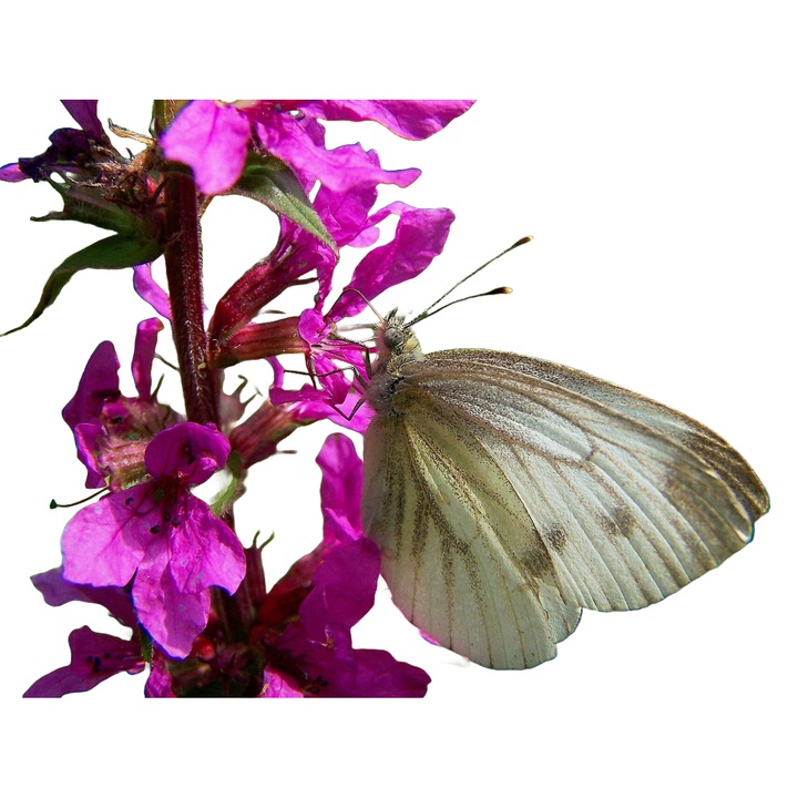 Planta perena de apa Rachitan (Lythrum salicaria)