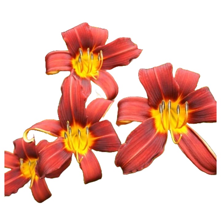 Planta perena Crini de o zi Autumn Red (Hemerocallis)