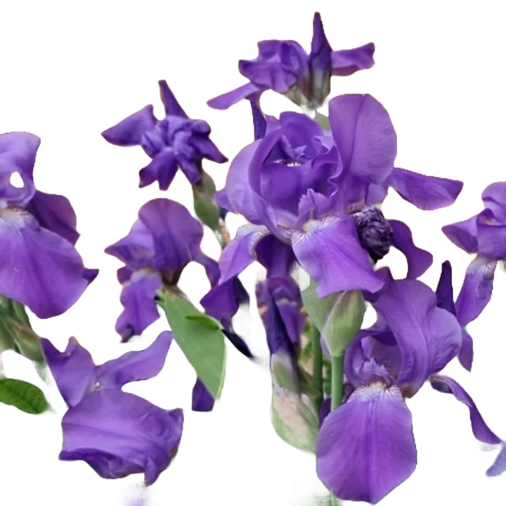 Planta perena Iris mov rizom/ Stanjenel (Iris germanica)