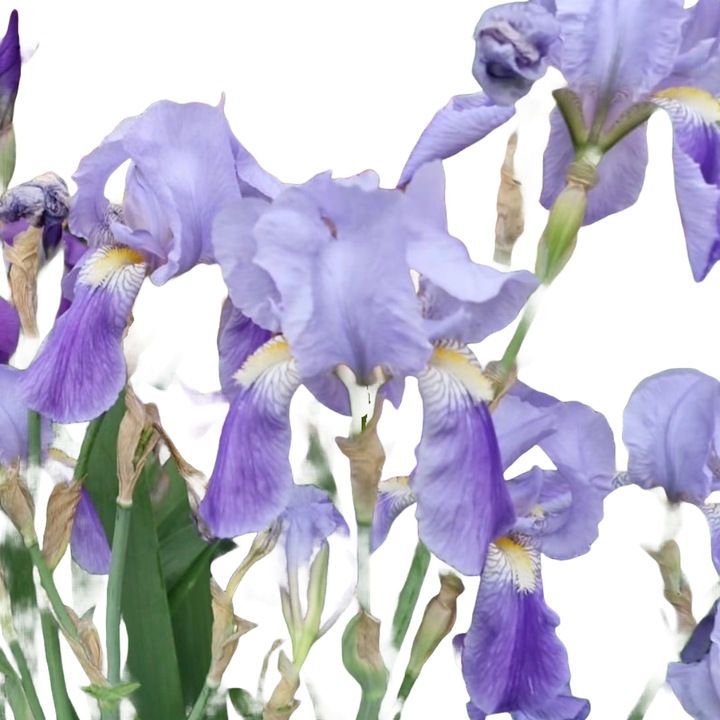 Planta perena Iris albastru rizom / Stanjenel (Iris germanica)