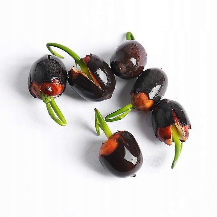 Amestec seminte Lotus, 273g, multicolor