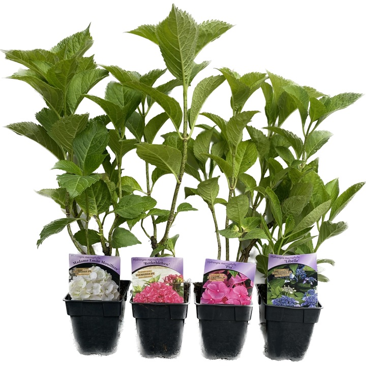 Хортензия Soeur Therese, бели цветя, M.KJ. Wędrowscy