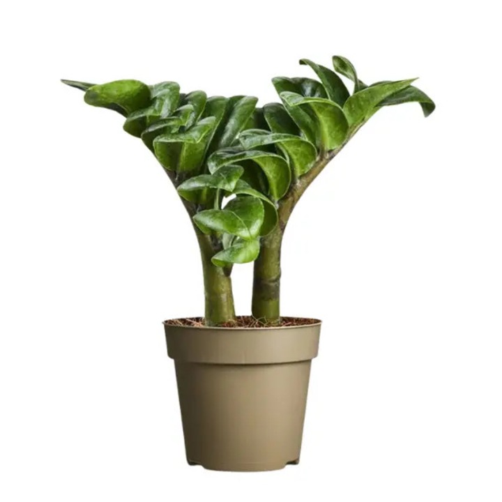 Zamioculcas zamiifolia 'Zenzi' D9