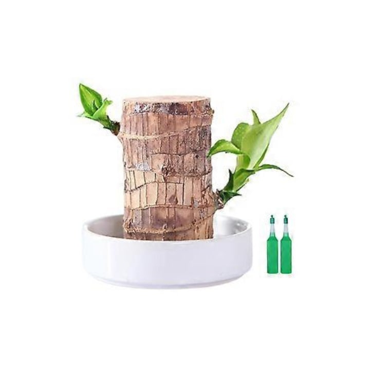 Planta artificiala mica in ghiveci din lemn brazilian, ornament pentru birou sau dormitor, verde