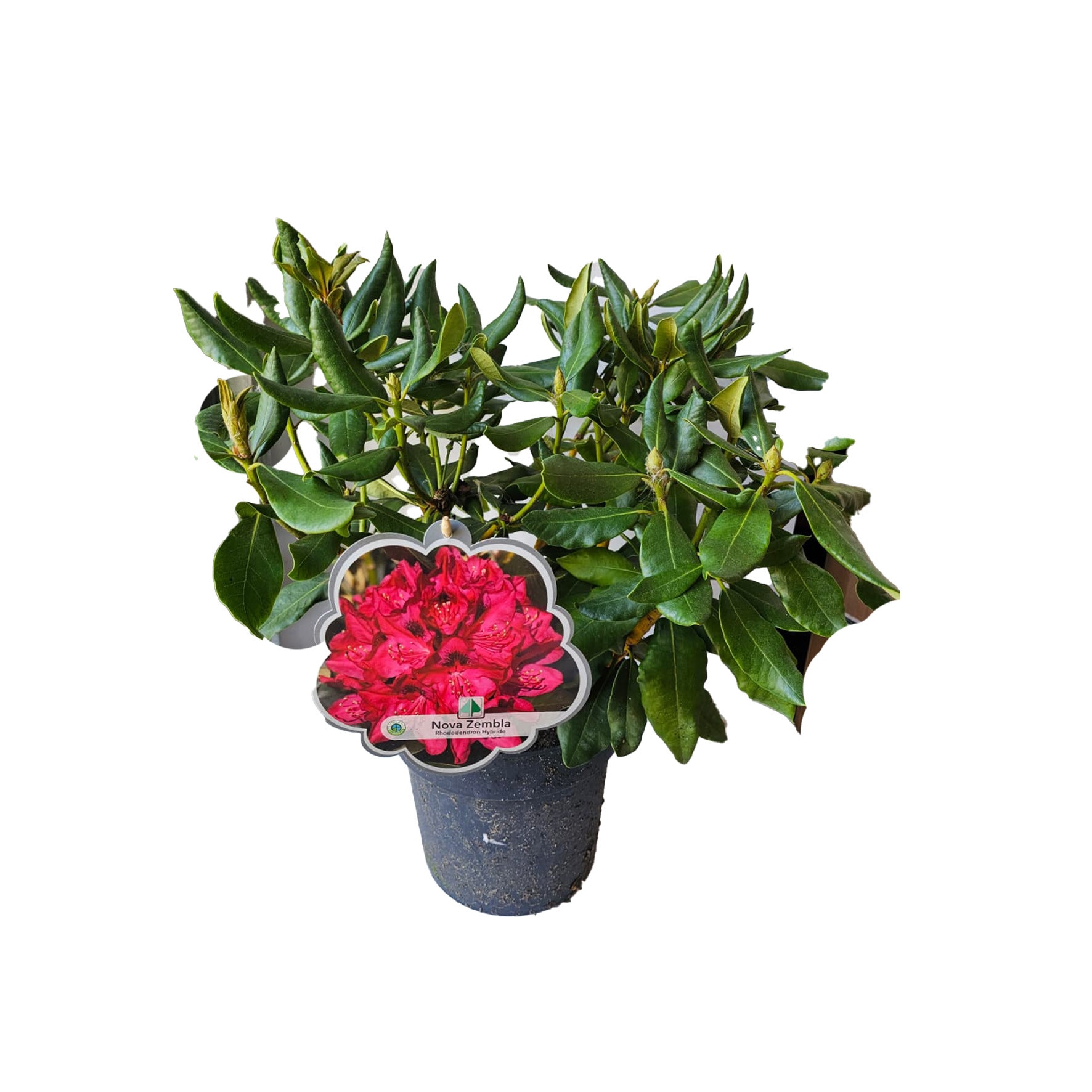 Rhododendron Nova Zembla  Planta ornamentala cu flori rosii, in ghiveci 60  cm