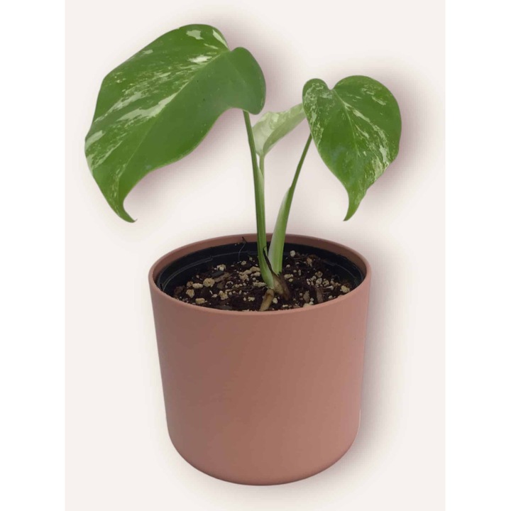 Monstera Deliciosa Albo Variegata -inaltime 25-30cm, planta naturala