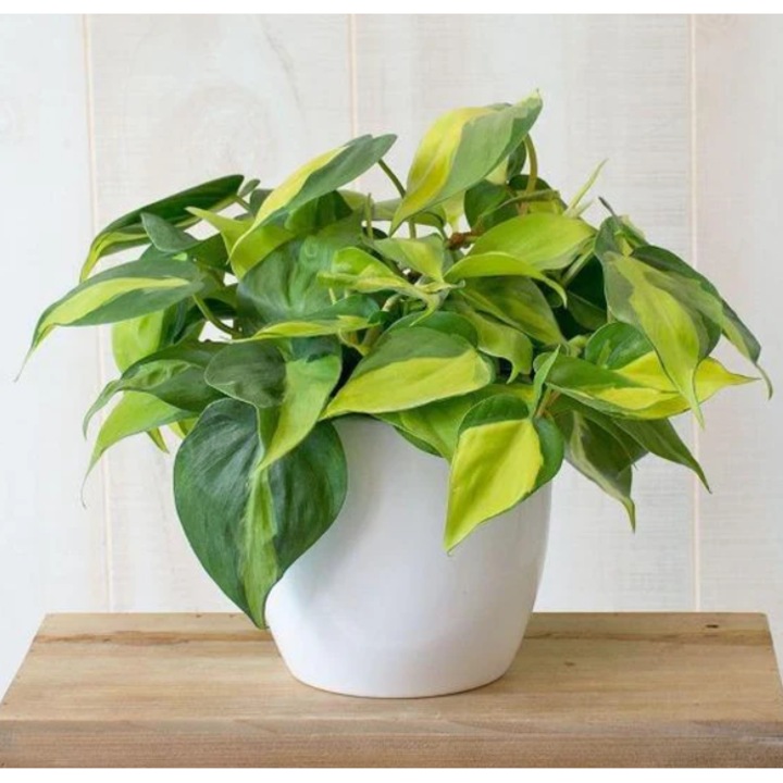 Planta naturala Philodendron Brasil- 35-45cm