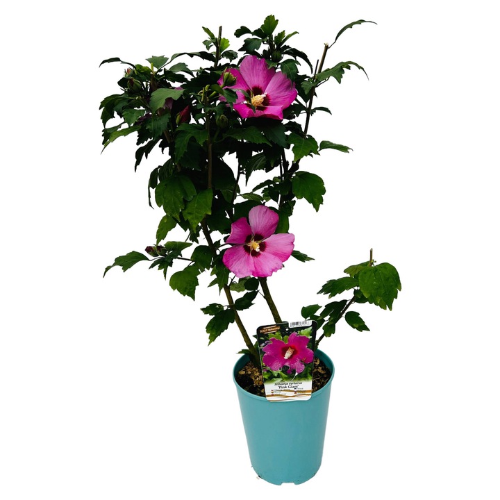 Butas decorativ, flori roz, 2m, C4