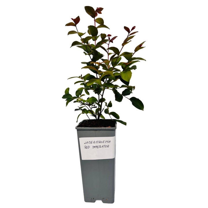 Butas, 20-30cm, flori roz inchis, 2 bucati