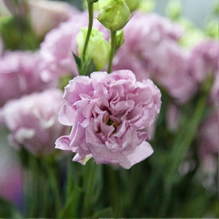 Seminte de flori Eustoma Lisianthus, set 50 buc, non-GMO, usor de plantat, multicolor