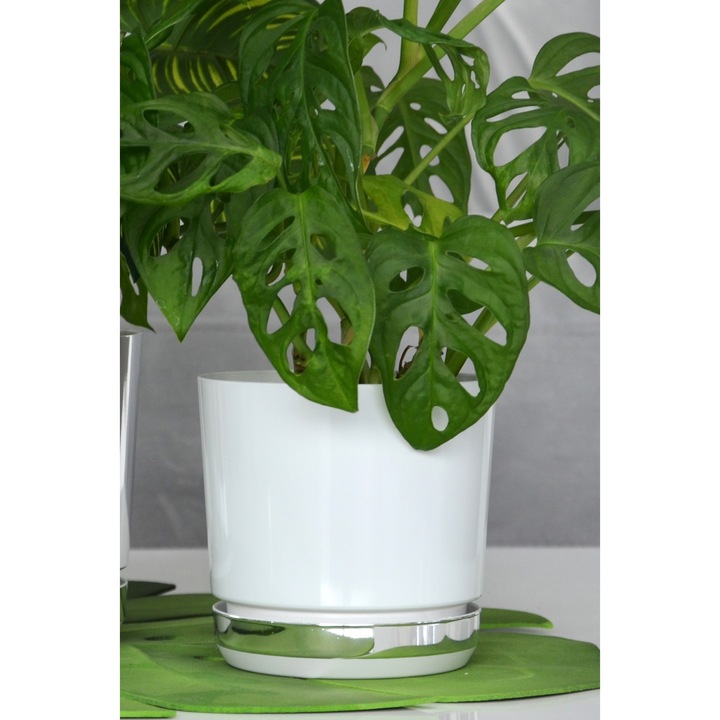 ghiveci 12 cm duo alb + regatul de gheata