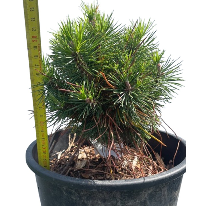 Pin Pinus mugo 'Varella'