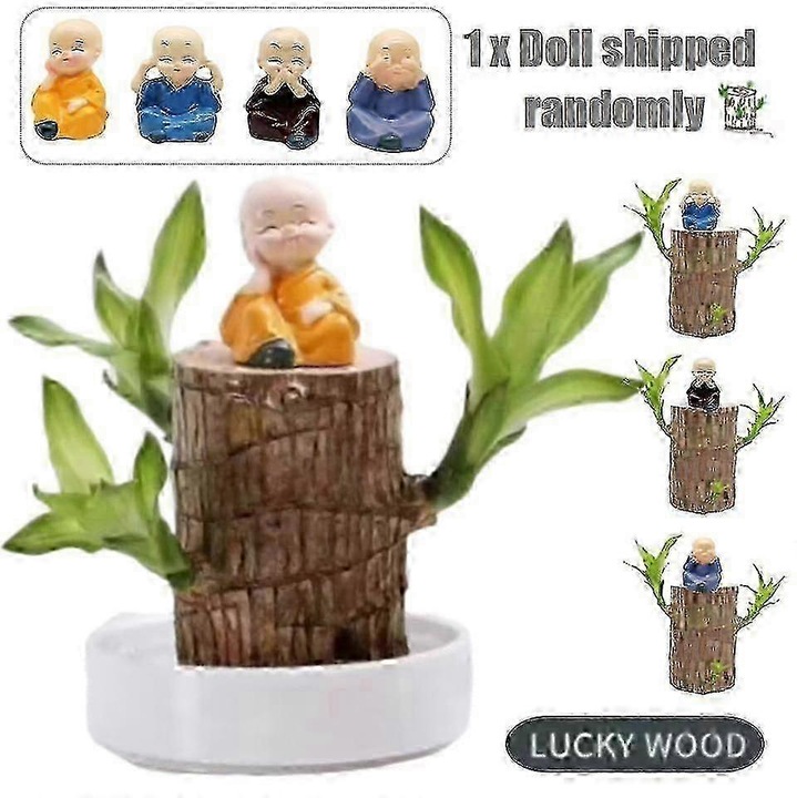 Planta Lucky Bamboo, hidroponica, 10.9x6.9cm, fara ghiveci