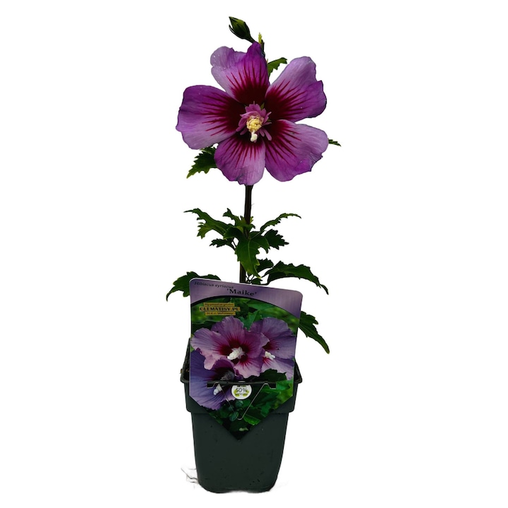 Szíriai hibiszkusz, M.KJ. Wędrowscy, ibolya-rózsaszín, 10-20cm, P9/C1