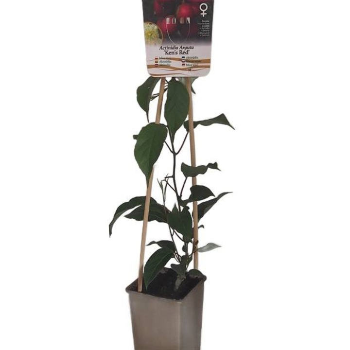 Kiwi Aktinidia Ken's Red, 10-20cm