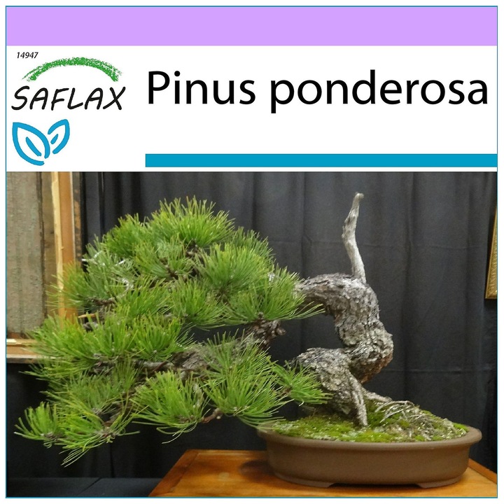 Seminte Bonsai Ponderosa Pine, 20 seminte, conifere, 1 cm adancime